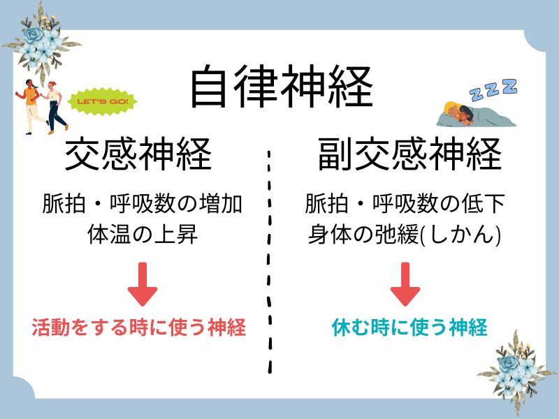 自律神経失調症と交感神経と副交感神経の関係